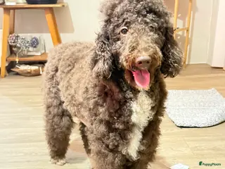 Labradoodle honden Hele mooie labradoodle f1 - Advertentie 13