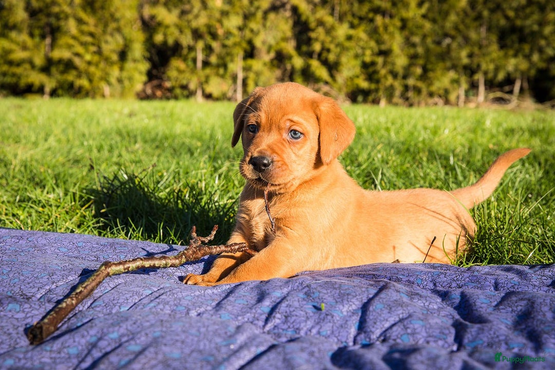 Labrador Retriever honden te koop: Redfox labradorpups  - Advertentie 1