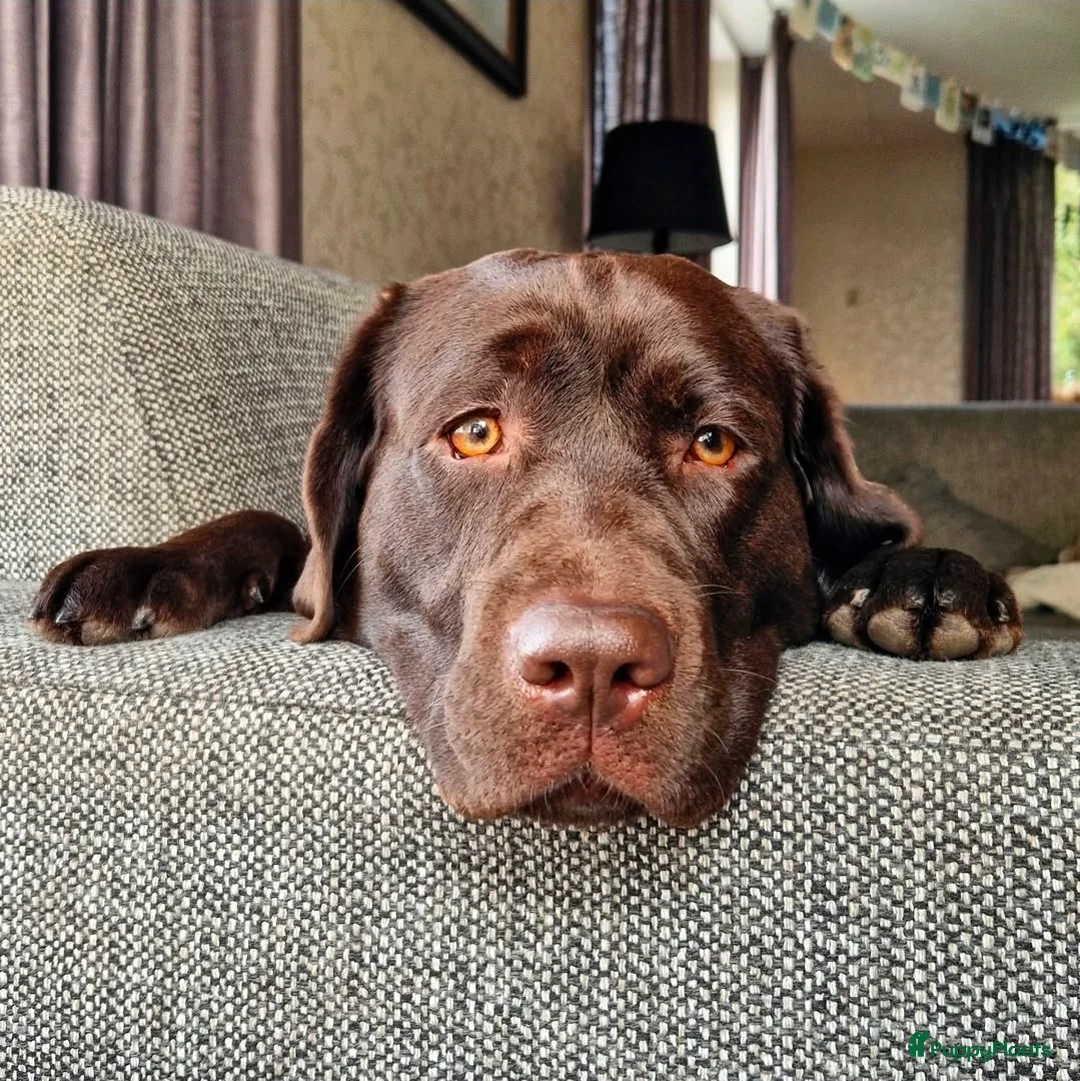 Labrador Retriever honden te koop: Bruine labrador pups verwacht 🐾 - Advertentie 4