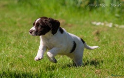 Drentsche Patrijshond honden te koop: Leuke Drentsche patrijshonden pups in Dwingeloo - Afbeelding 4
