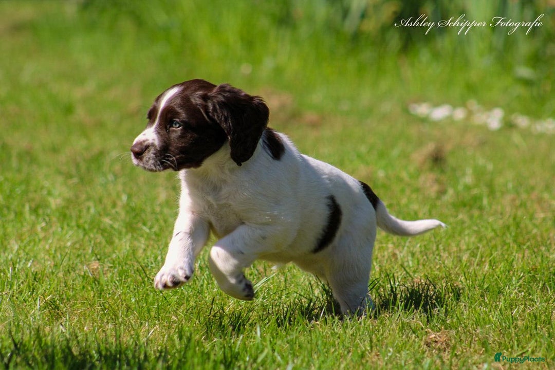 Drentsche Patrijshond honden te koop: Leuke Drentsche patrijshonden pups in Dwingeloo - Afbeelding 4