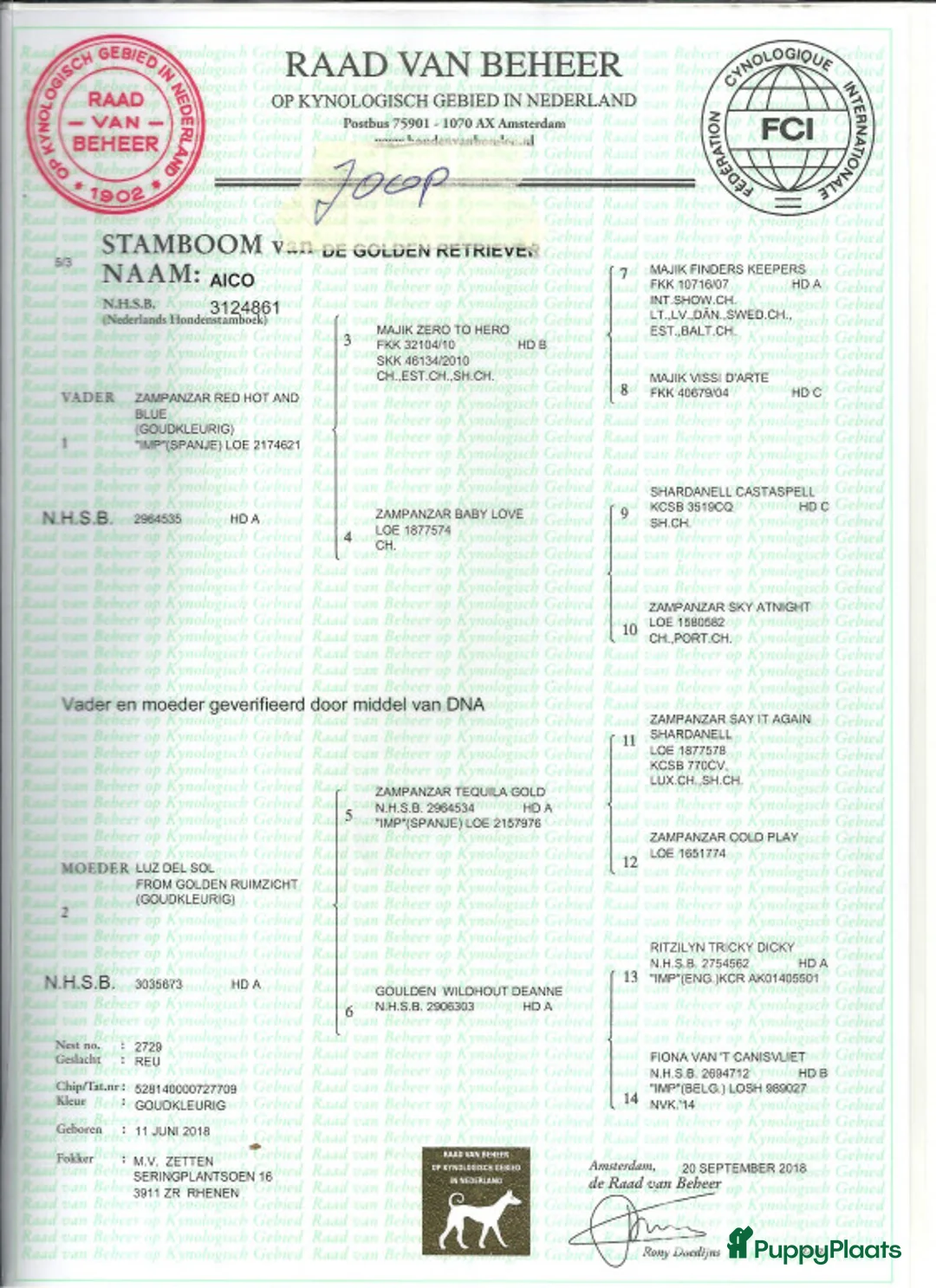 Golden Retriever honden ter dekking: Staat ter dekking Golden retriever dekreu in Ospel - Advertentie 8