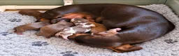 Dwergteckel honden te koop: ❤️😍 Prachtige sociale dwergteckel pups 😍❤️ - Advertentie 7