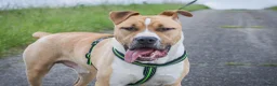 American Staffordshire Terriër honden te koop: Kay - 9 maanden American Staffordshire Terrier FCI - Advertentie 10