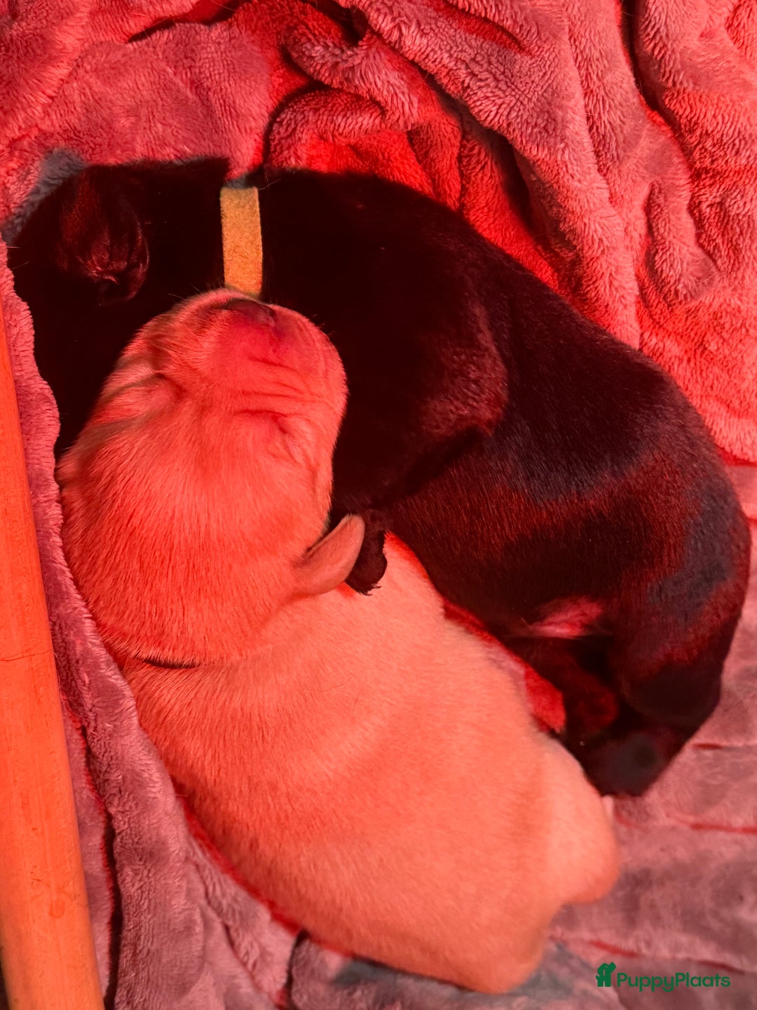 Labrador Retriever honden te koop: Labrador Retriever Pups - Advertentie 27