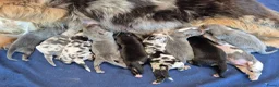 Kruising honden te koop: Australian shepherd x berner sennen (1/4) pups - Advertentie 5