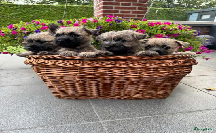 Cairn Terriër honden - Advertentie 13