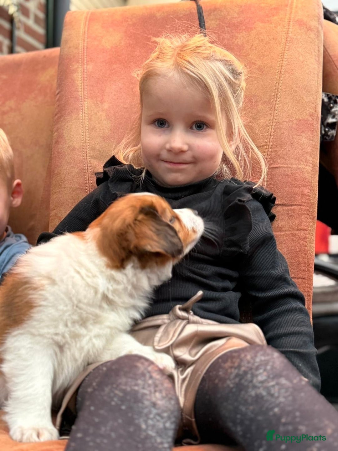 Kooikerhondje honden te koop: Schitterende kooikerhondje pups  - Advertentie 9