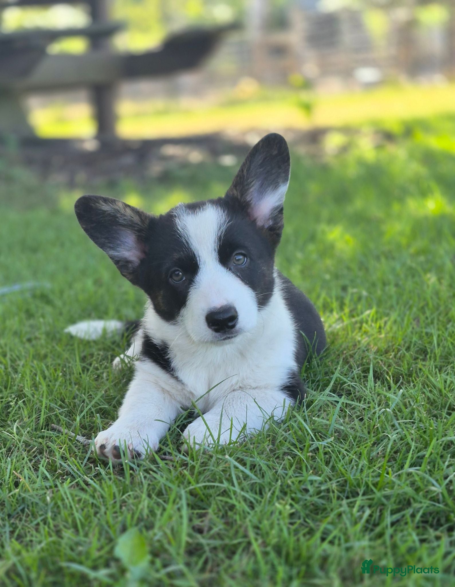Welsh Corgi Cardigan honden Welsh corgi pups - nog één reutje beschikbaar  - Advertentie 12