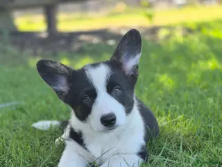 Welsh Corgi Cardigan honden Welsh corgi pups - nog één reutje beschikbaar - Advertentie 12