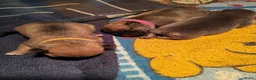Franse Bulldog honden te koop: Fr bulldog puppy's met stamboom geteste ouders  - Advertentie 8