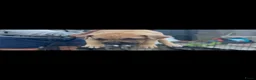 Kruising honden te koop: 5 puppers Red Nose Pitbull/American Bully - Advertentie 15