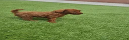 Poedel Toy honden te koop: Mooi abrikoos rood toy poedel reutje. - Advertentie 8