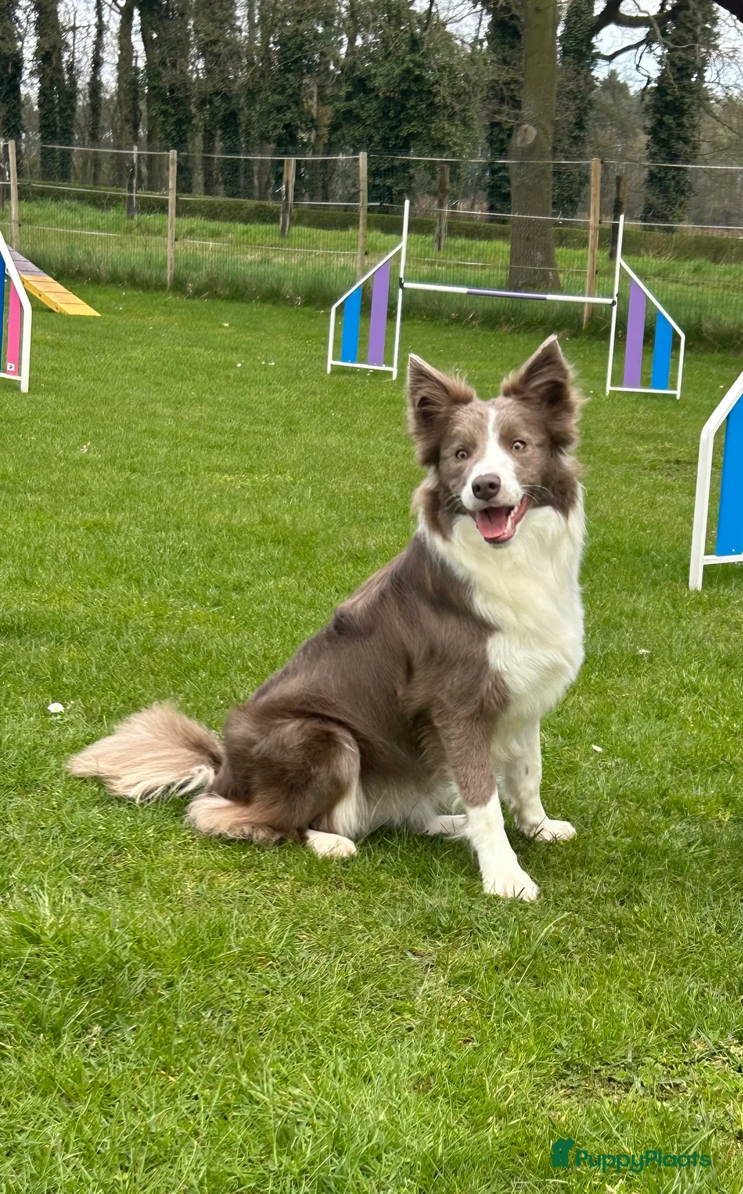 Border Collie honden te koop: Bordercollie teefje  - Advertentie 2