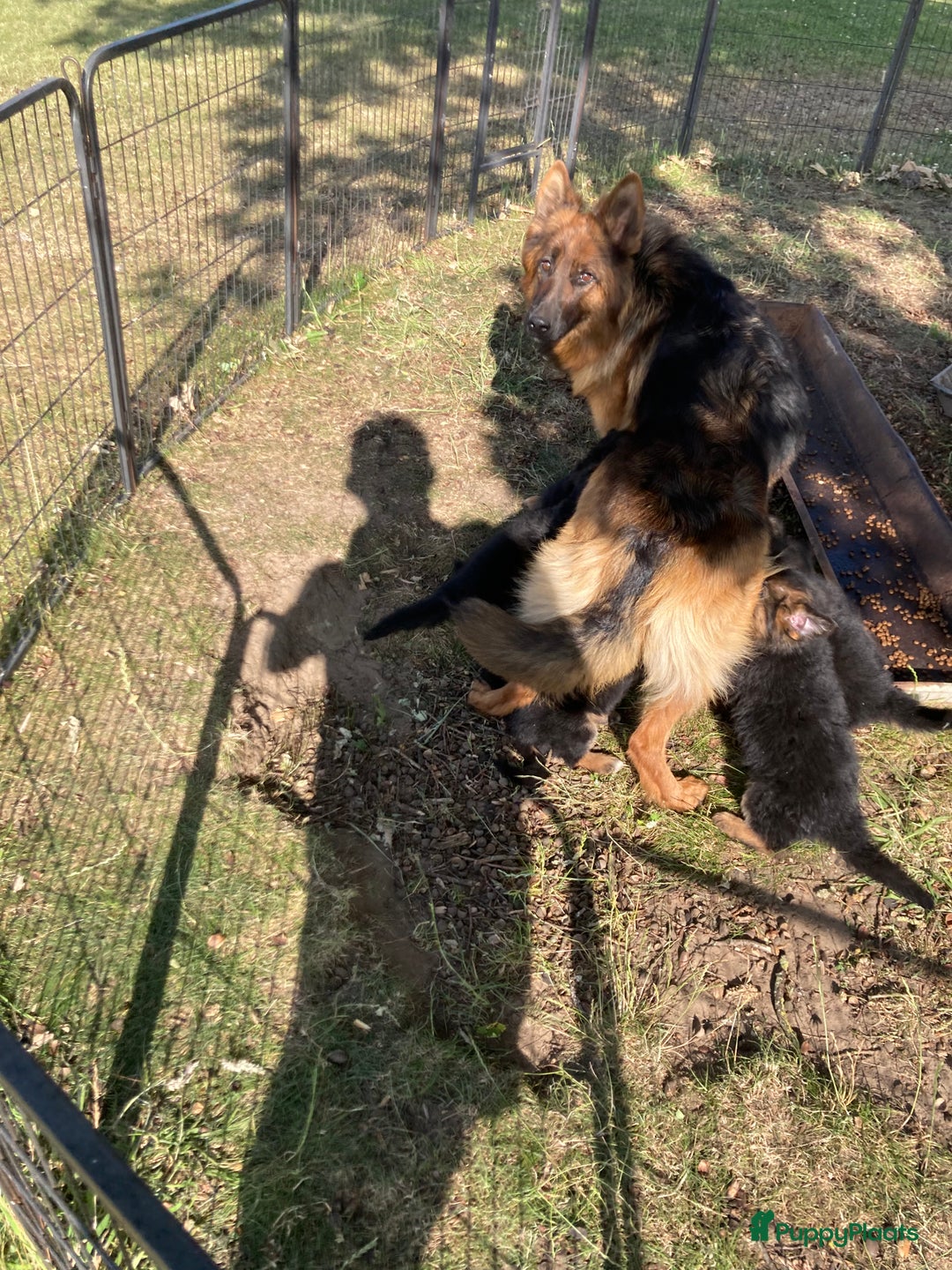 Duitse Herder honden te koop: Prachtige langharige Duitse herder met rechte rug - Afbeelding 18