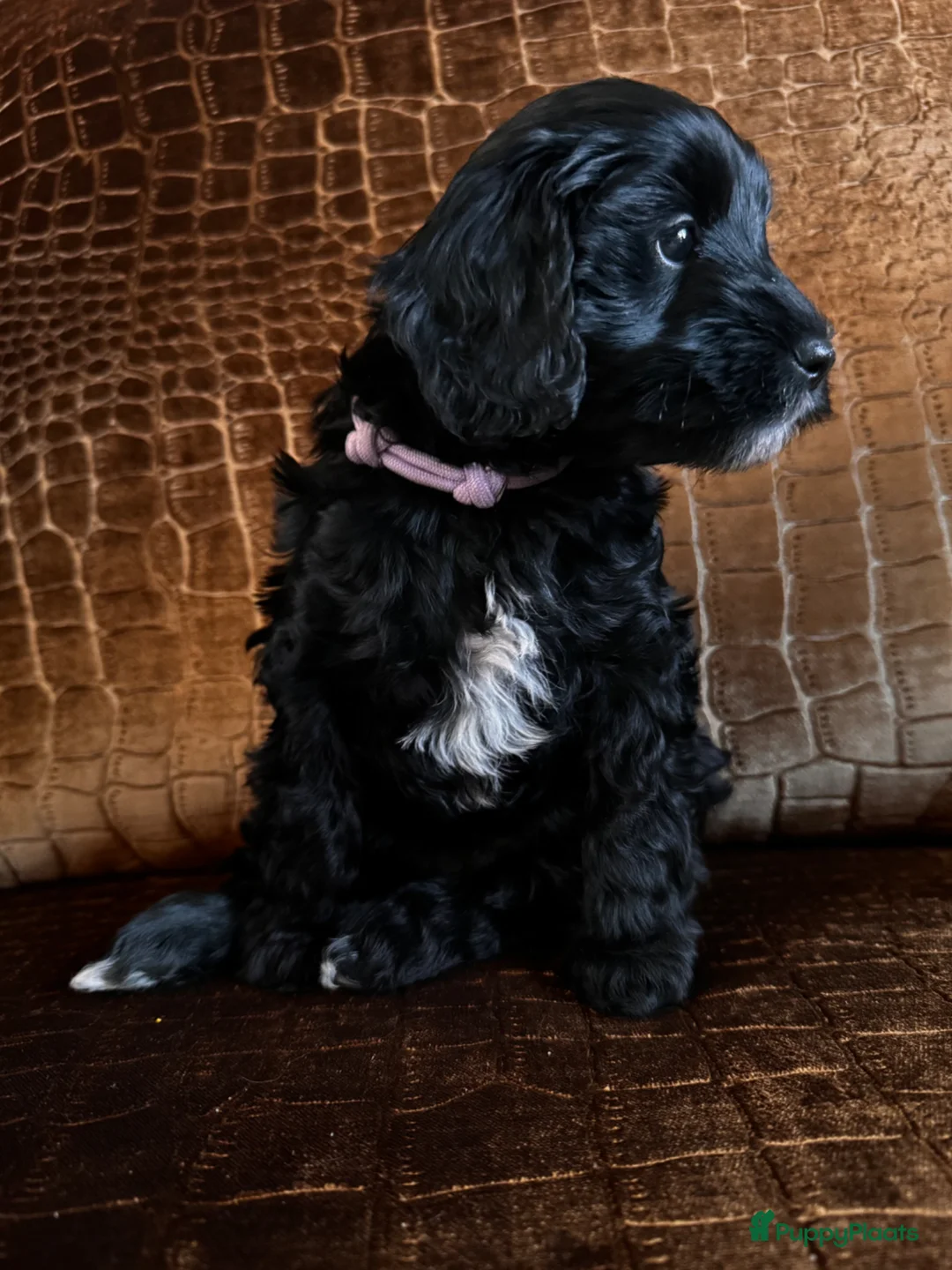 Australian Labradoodle honden te koop: Australian labradoodle pups - Advertentie 2