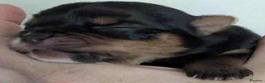 Yorkshire Terriër Puppy 3
