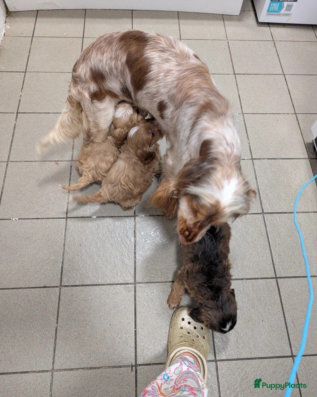 Cockapoo honden COCKAPOO-PUPPY’S 2 REUTJES & 1 TEefJE BESCHIKBAAR! - Advertentie 2