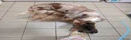 Cockapoo honden te koop: COCKAPOO-PUPPY’S 2 REUTJES & 1 TEefJE BESCHIKBAAR! in Amsterdam - Advertentie 1