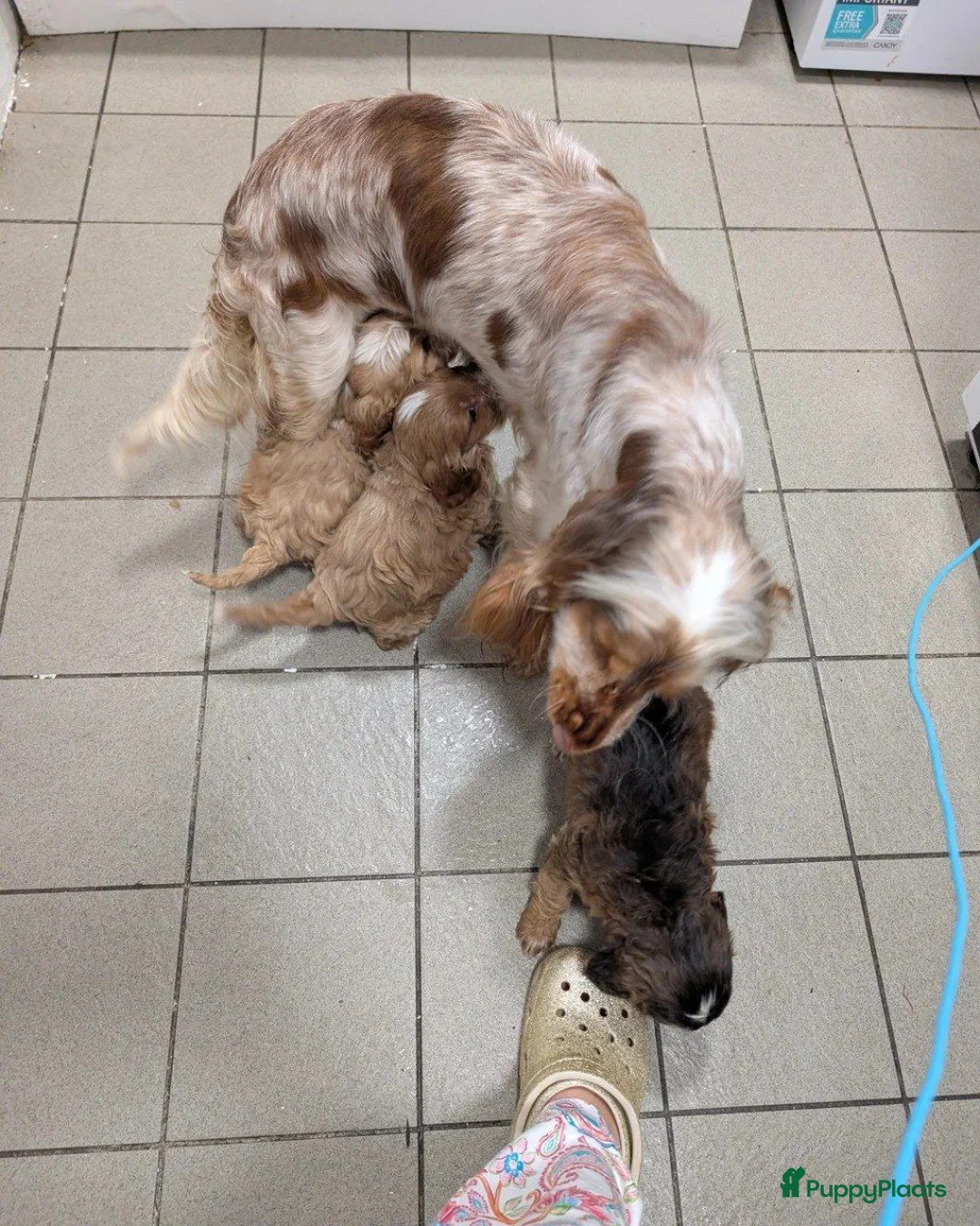 Cockapoo honden te koop: COCKAPOO-PUPPY’S 2 REUTJES & 1 TEefJE BESCHIKBAAR! in Amsterdam - Advertentie 1