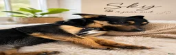 Kruising honden te koop: Sky zoekt baasje - Advertentie 2