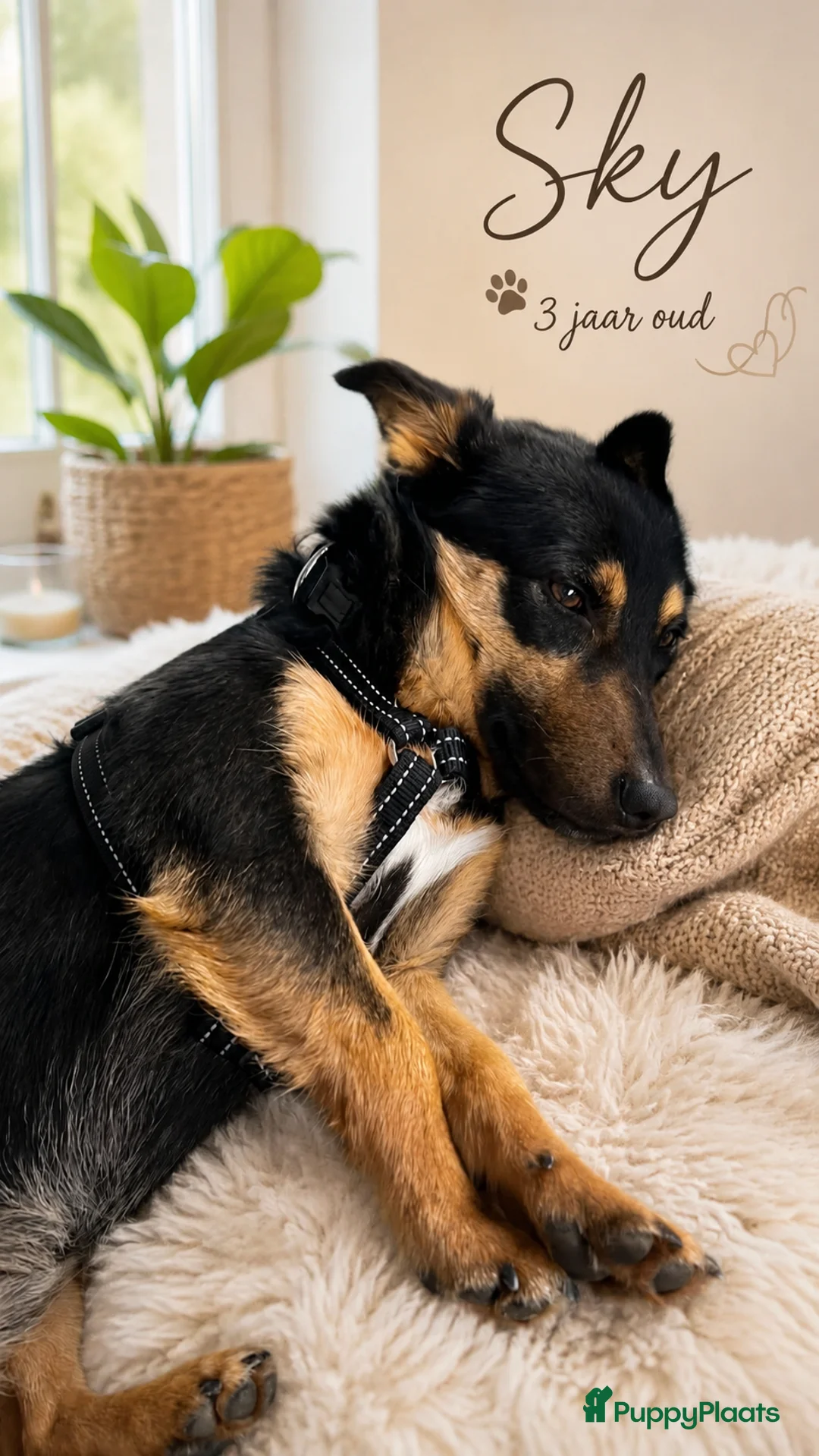 Kruising honden te koop: Sky zoekt baasje - Advertentie 2