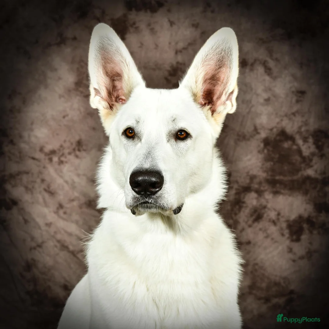 Galerij afbeelding {{count}}