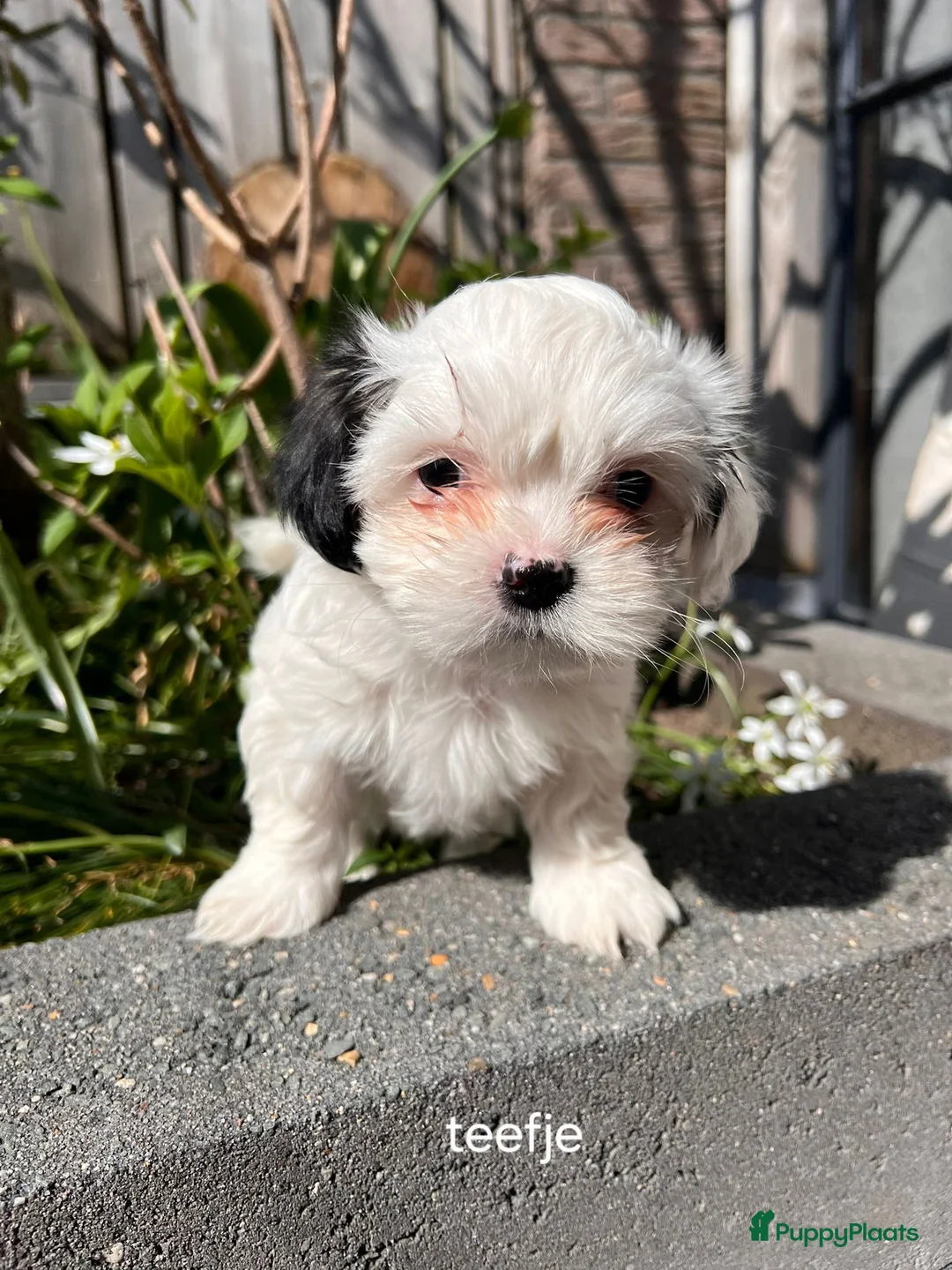 Boomer honden te koop: Tekoop boomer pups  - Advertentie 3