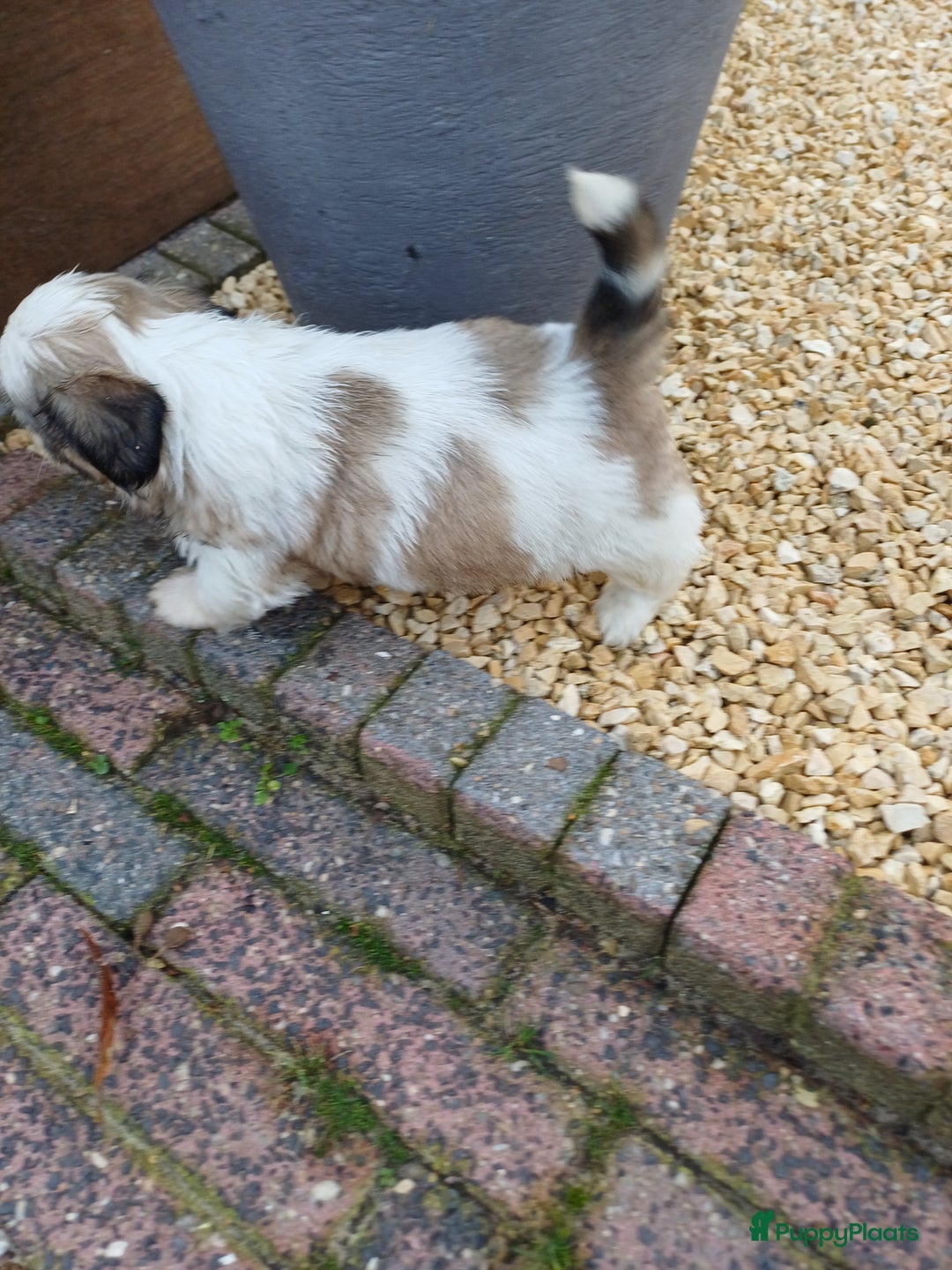 Shih Tzu honden te koop: leuke lieve ras zuiver shih tzu pups - Advertentie 8