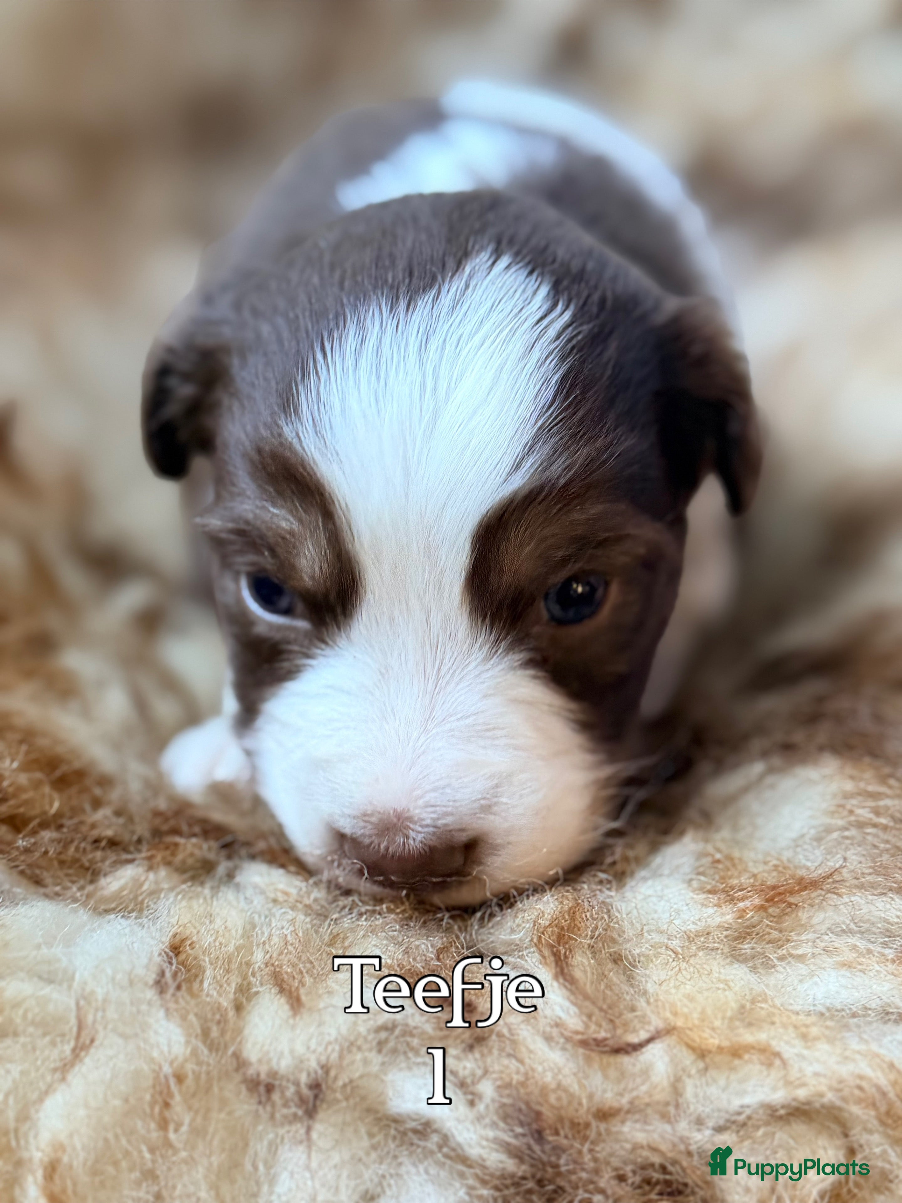 Australian Shepherd honden Australian shepherd pups  - Advertentie 2