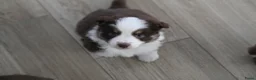 Australian Shepherd honden te koop: Mini American Shepherd pups - mini aussie - Advertentie 14