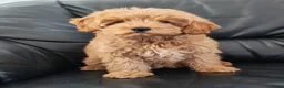 Cockapoo honden te koop: Cockapoo pup (Toy Poedel x Cocker Spaniël) - Advertentie 8