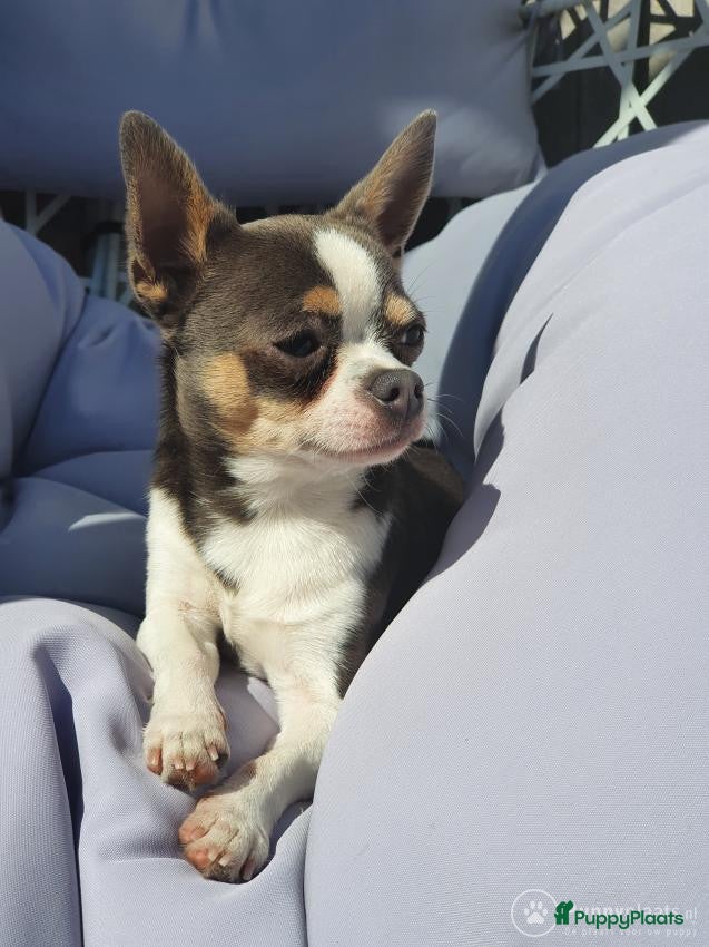 Chihuahua honden Prachtige BLAUW/GRIJZE chihuahua dekreu in Den Haag - Advertentie 16