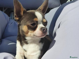 Chihuahua honden Prachtige BLAUW/GRIJZE chihuahua dekreu in Den Haag - Advertentie 2