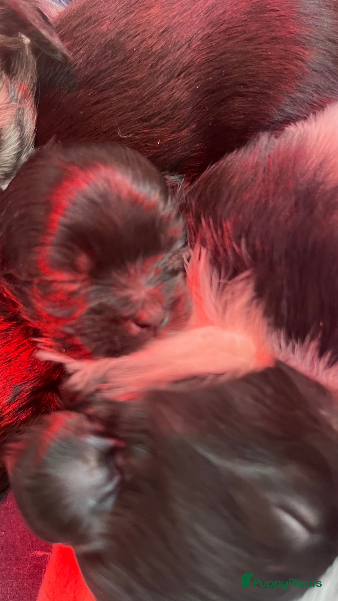 Kruising honden te koop: Kruising Boomer chihuahua !!nog twee beschikbaar!! - Advertentie 15