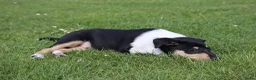 Schotse Herdershond korthaar honden te koop: Nog 1 knappe reu schotse collie korthaar reuen. - Advertentie 5