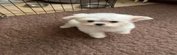 Maltezer honden te koop: Puppy's Reutjes - Advertentie 1