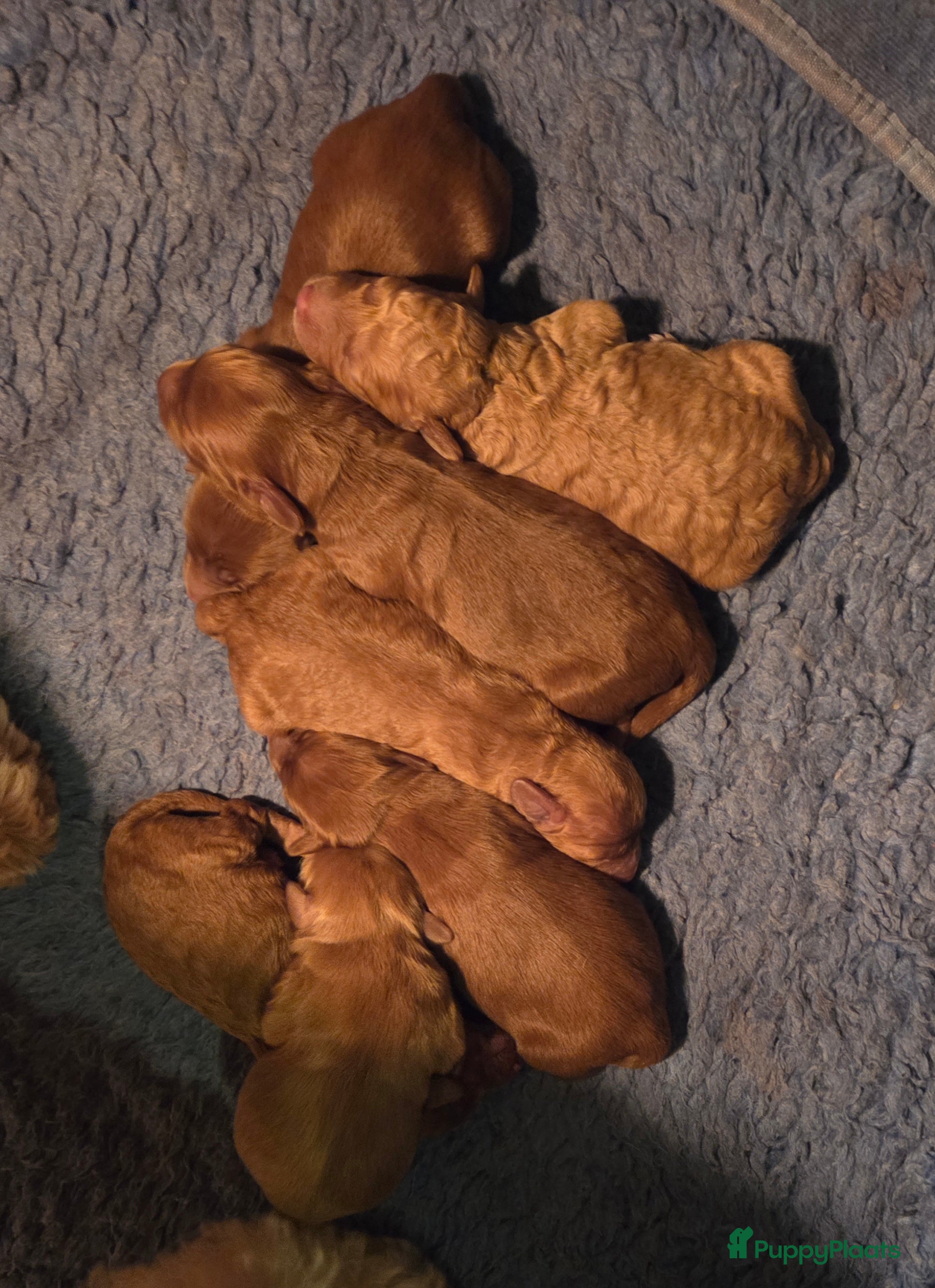 Labradoodle honden Mini doodle - Advertentie 2