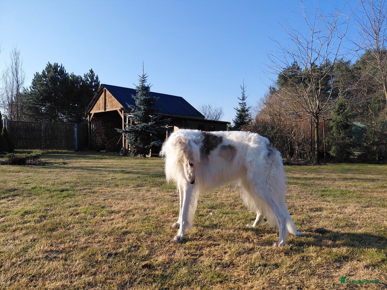 Barsoi honden AZALIA, Borzoi-teef uit FCI-kennel zoekt thuis - Advertentie 3