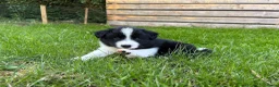 Border Collie honden te koop: Border collie pups  - Advertentie 4