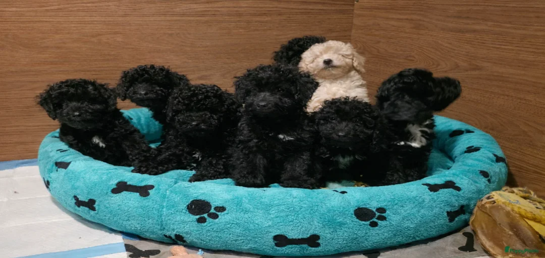 Galerij afbeelding {{count}}