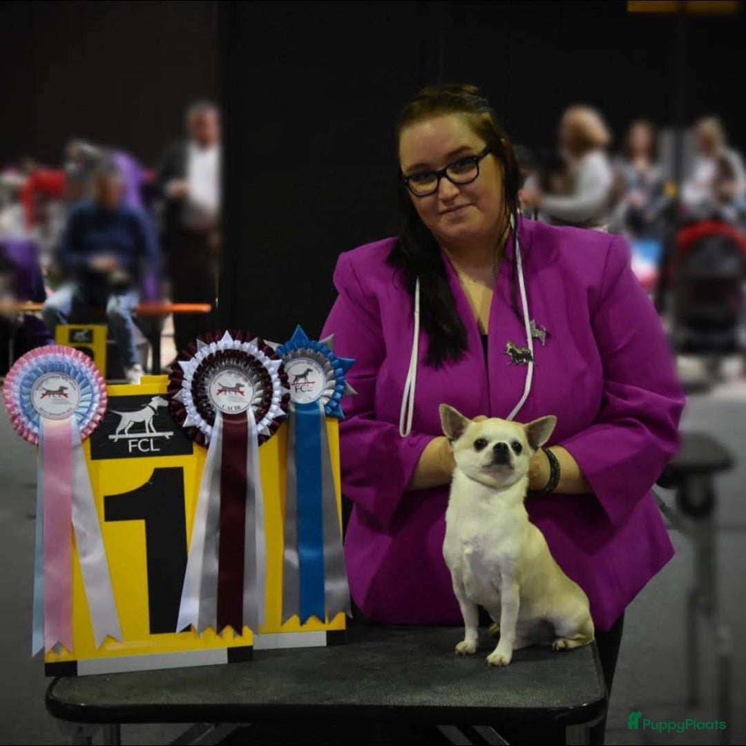 Galerij afbeelding {{count}}