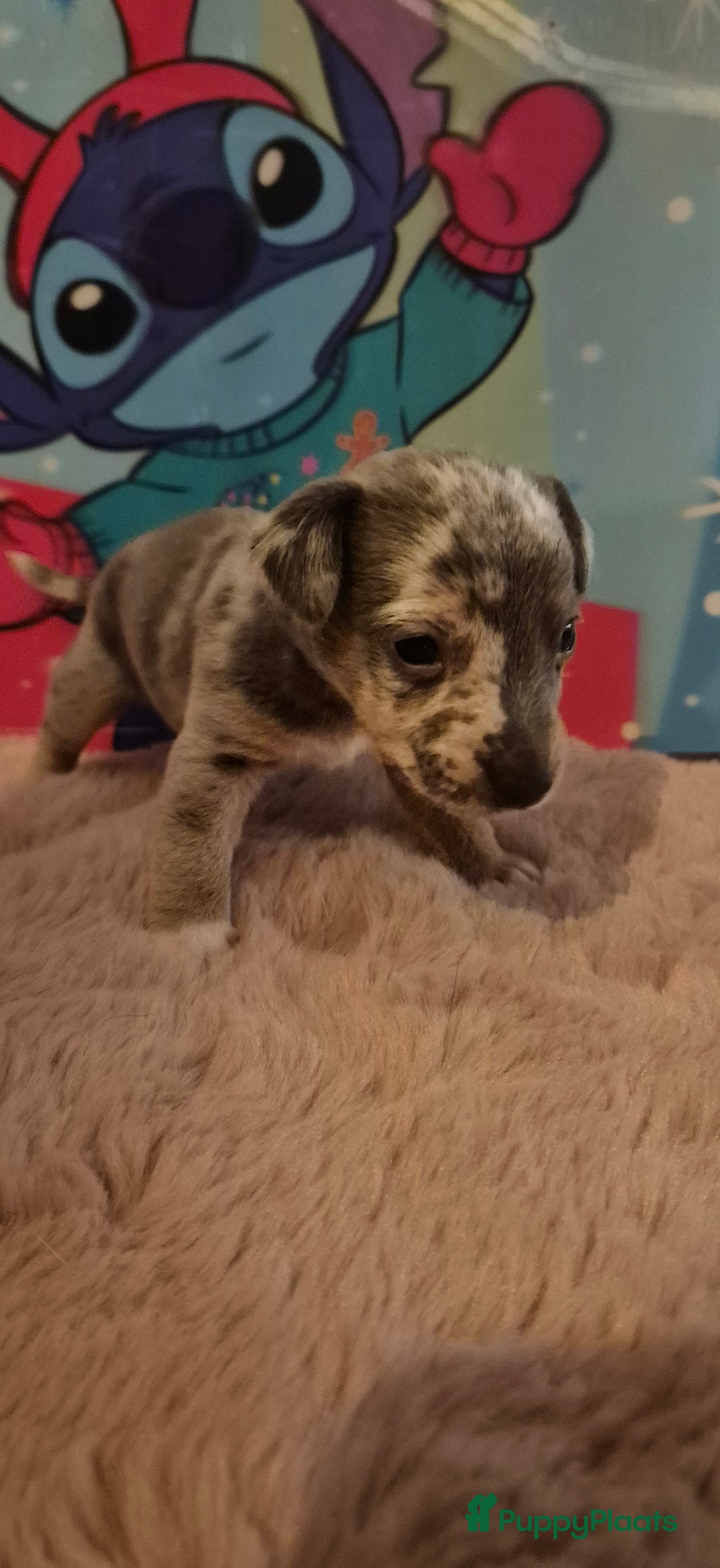 Jack Russel Terriër honden te koop: Super mooie jackrussel pups mogen met kerst mee  - Advertentie 6