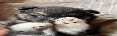 Pomsky 1