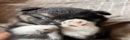 Pomsky honden te koop: 6 pomskys in Langeweg - Advertentie 18