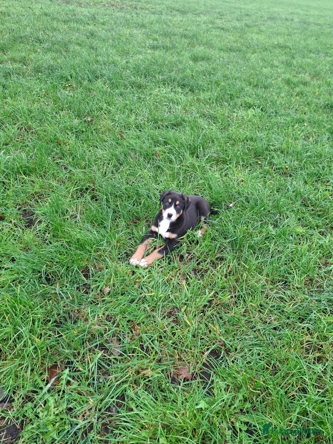 Grote Zwitserse Sennenhond honden te koop: Grote zwitserse sennen pups - Advertentie 12