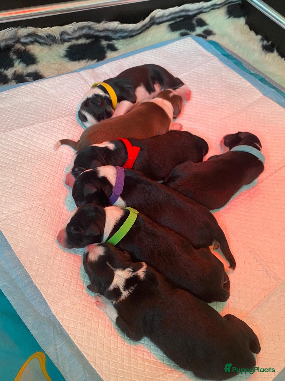 Border Collie honden te koop: Border collie pups - Advertentie 14