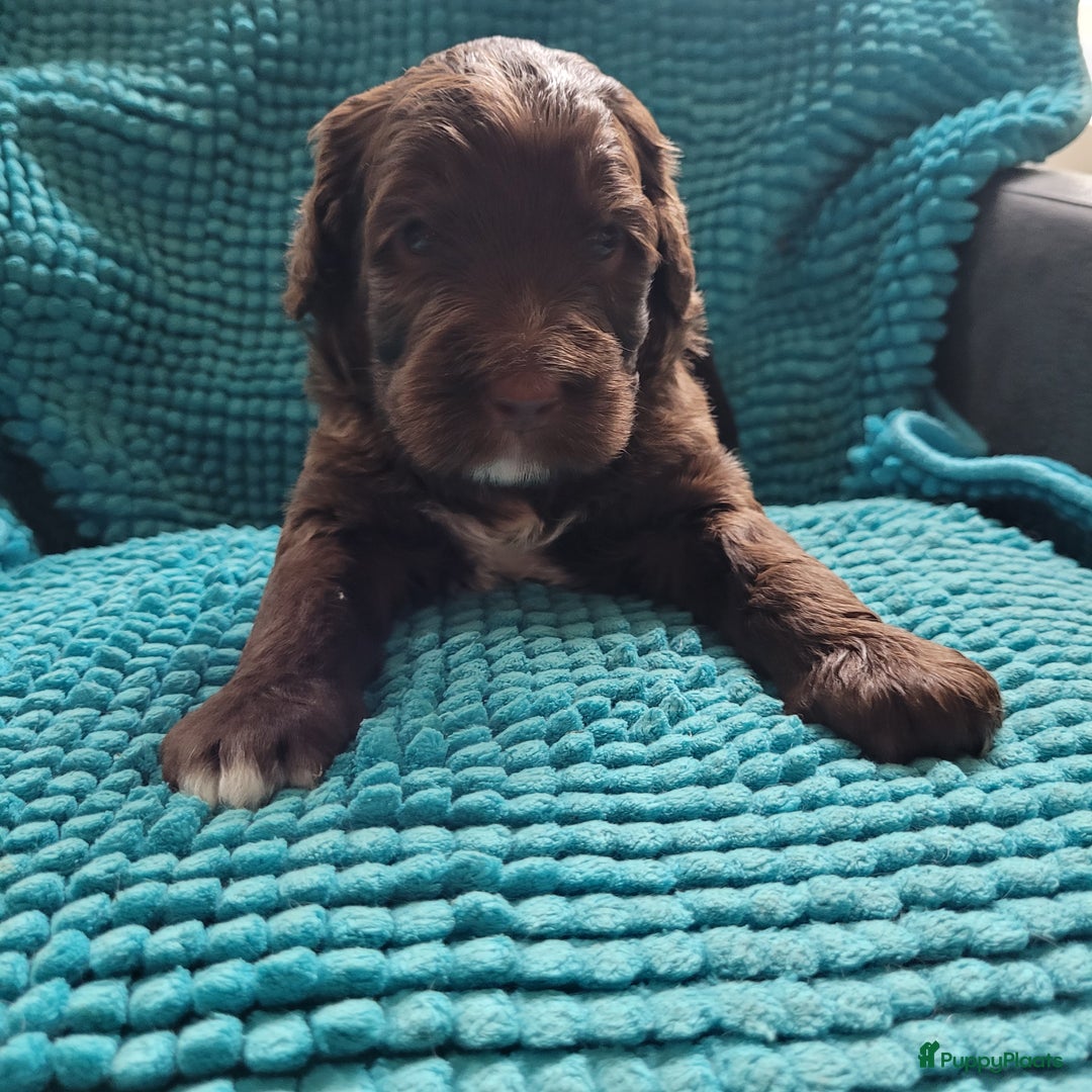 Australian Labradoodle honden te koop: Puppy's op zoek naar baasje - Afbeelding 5