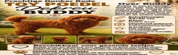 Poedel Toy honden ter dekking: toy/dwerg poedel dekreutjes staan ter dekking - Advertentie 1