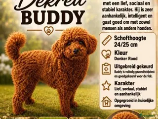 Poedel Toy honden toy/dwerg poedel dekreutjes staan ter dekking - Advertentie 2